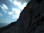 86 primula sulle rocce...